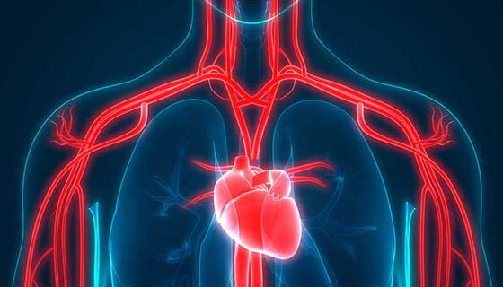 Cholesterin und Lipoproteine