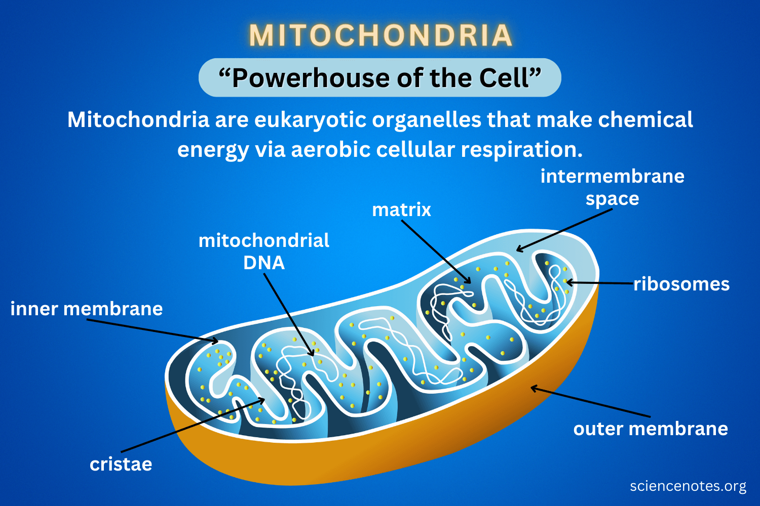 Mitochondrien – Kraftwerke der Zellen